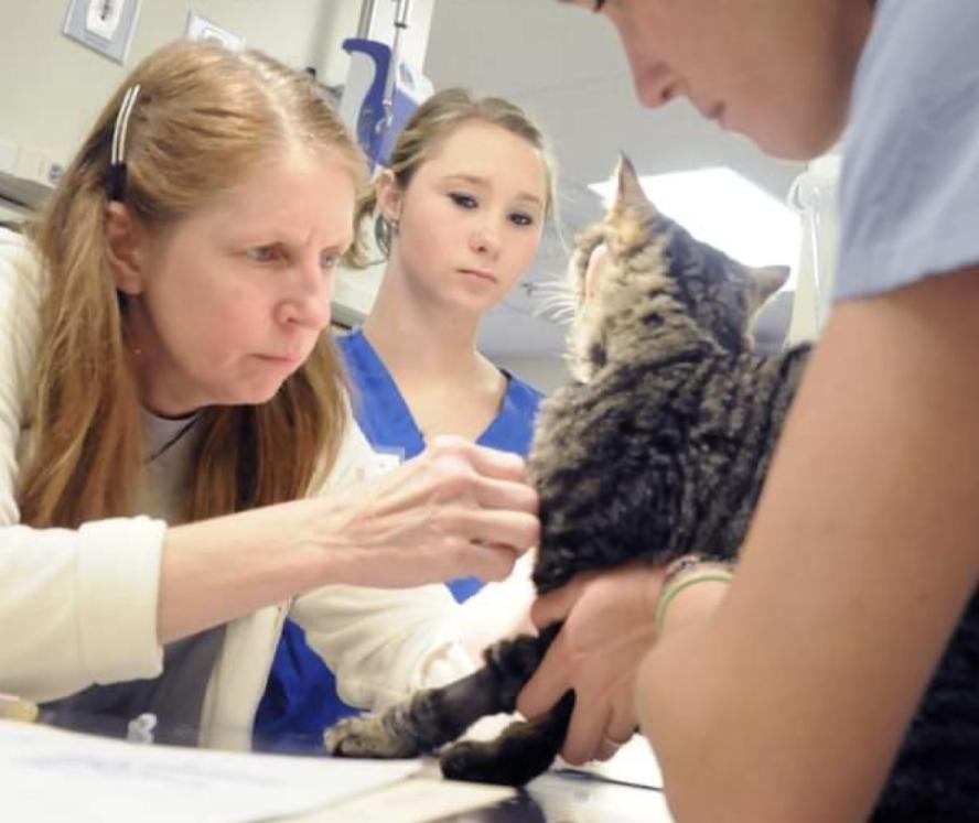 A woman tends to a cat in a clinical setting with two others looking on. 