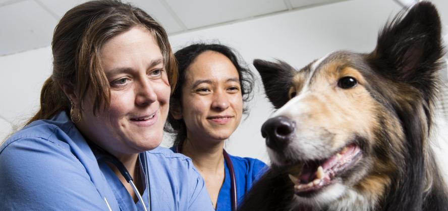 veterinarian and resident with a shetland dog