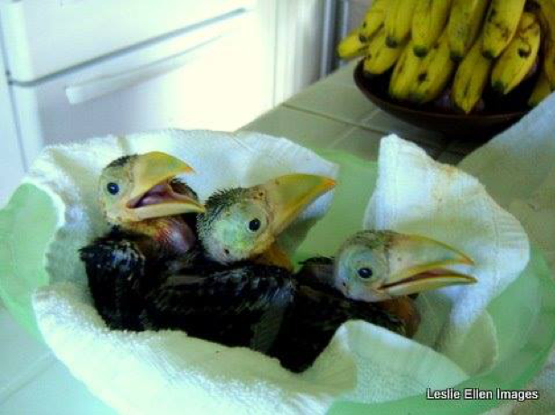 Baby toucans in a towel.
