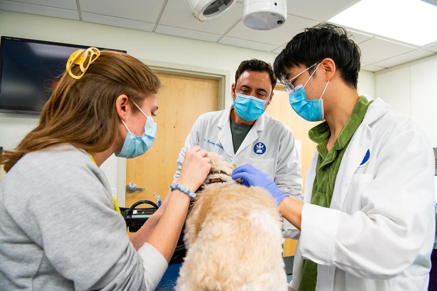 dog being examined by veterinary doctor, resident and the client is in the room