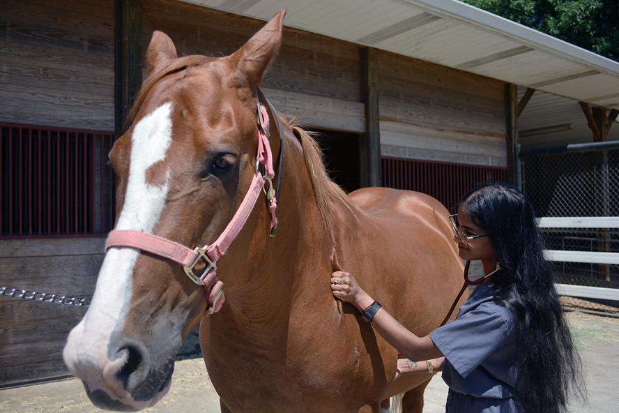 Krishana Raghubeer, V23 veterinary student examining a horse outside