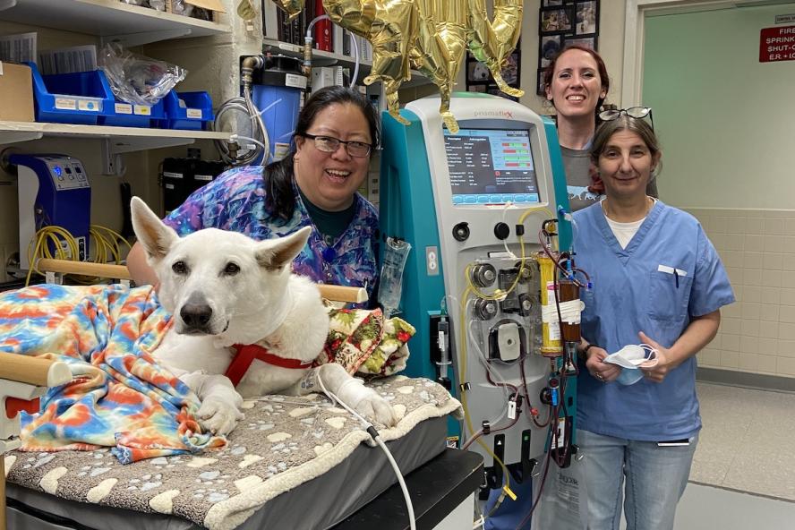 Serena, a six-year old white German shepherd with the leaders of her Foster Hospital care team providing her with dialysis treatement