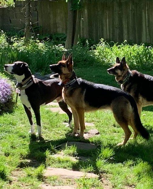 2 german shepherds and one black and white dog standing on the lawn and facing sideways