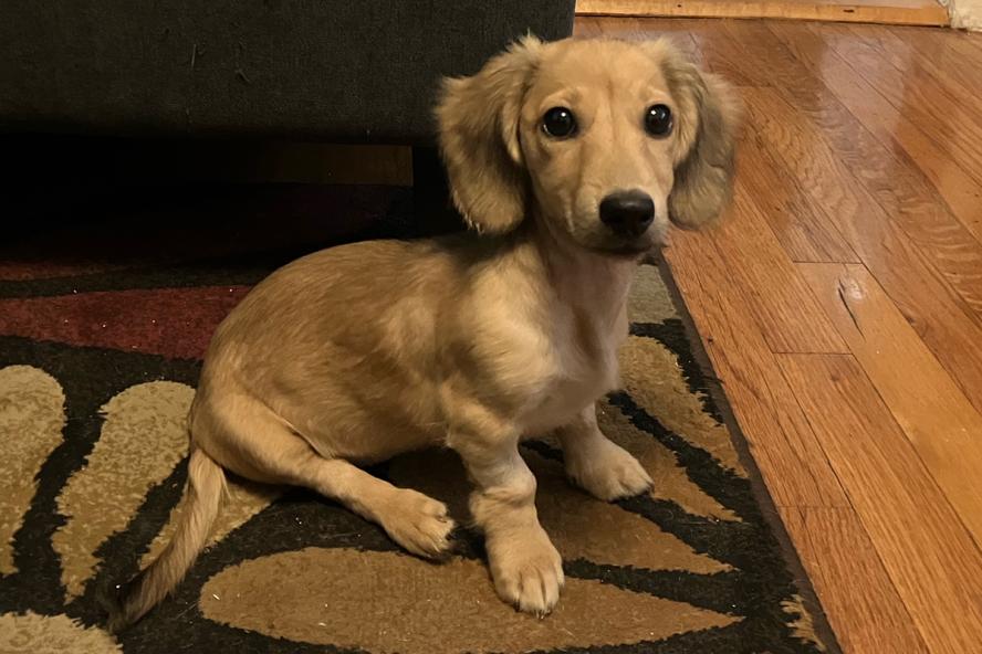 4 pound mini dashund dog named Winnie