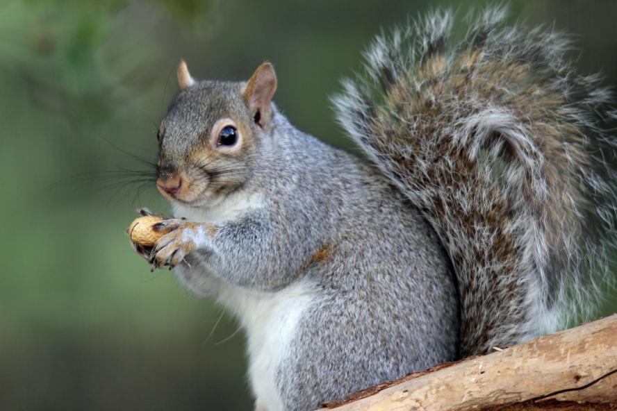 A gray squirrel holding a peanut.