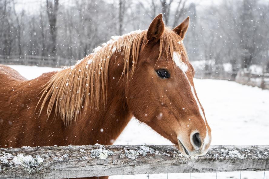 Beautiful brown horse standing behind wooden fence during winter snowfall