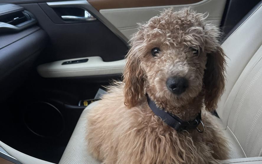 A five-month old goldendoodle laying in the front seat of a car.