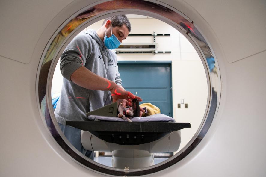 male veterinary technician prepares a dog for a scan