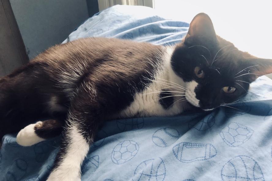 Black and white cat laying on her side on a blue pillow by a window.