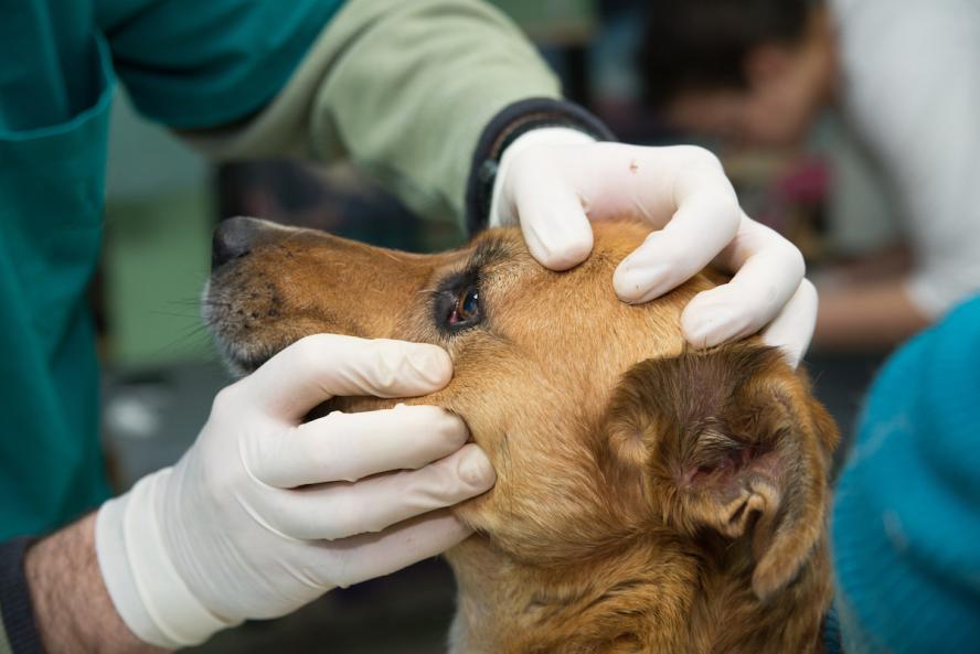 Veterinarian hands wearing medical gloves examining a dog's eye