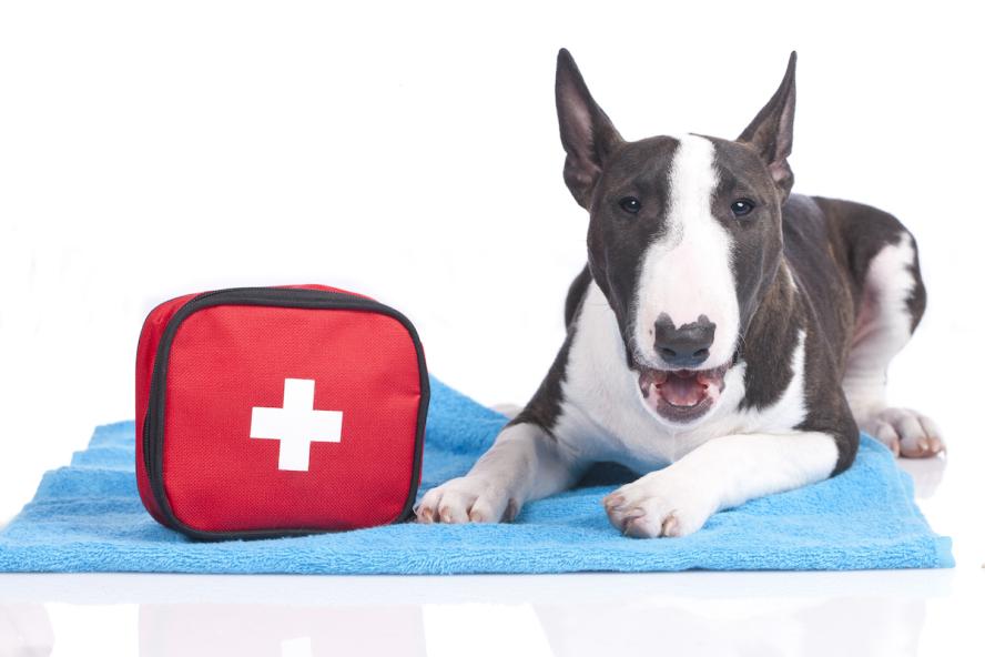 brown and white bull terrier laying on blue blanket next to a red first aid kit with a white cross on it.