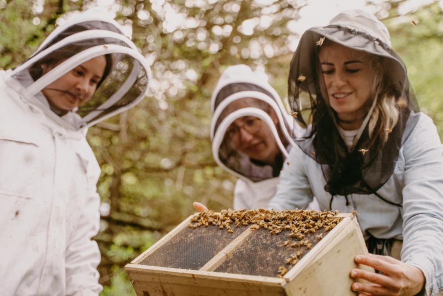 An experienced handler of honeybees shows others how to move the bees into their hives.