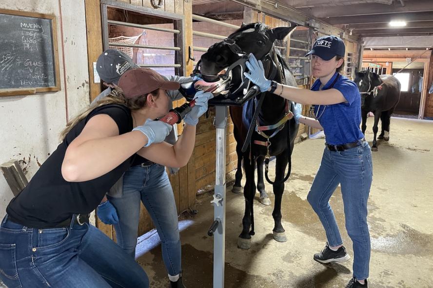 Three females collaborate to perform dental work on a horse.