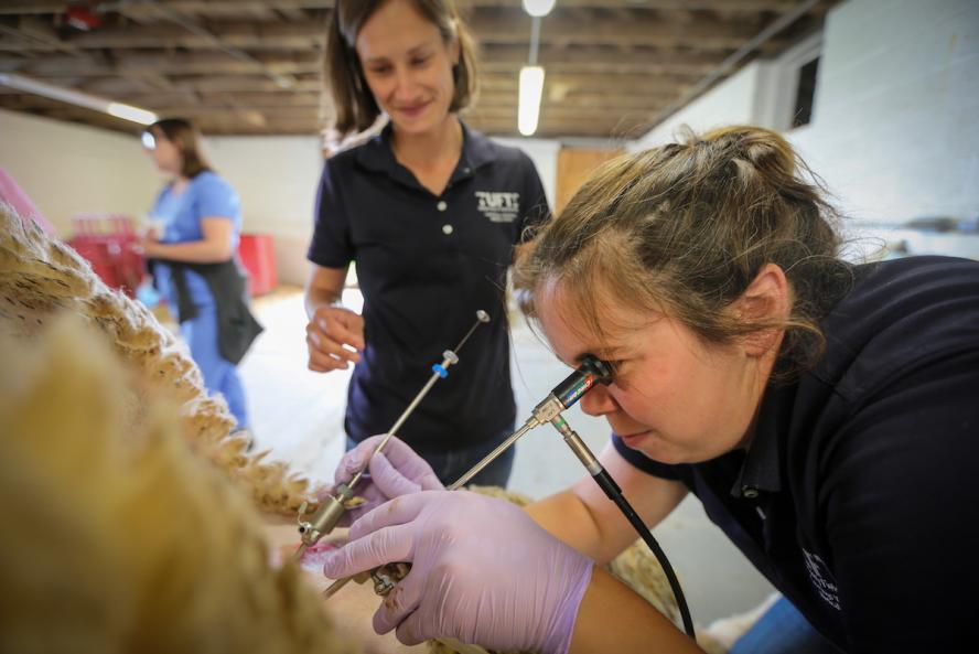 A female veterinarian artificially inseminates a goat.