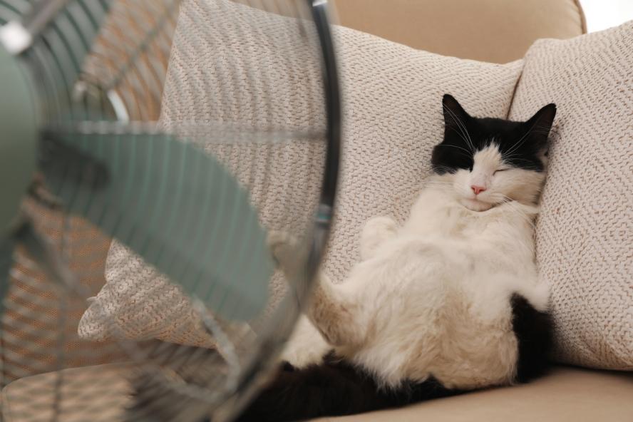 Black and White Cat sitting on the couch in front of a fan cooling off.