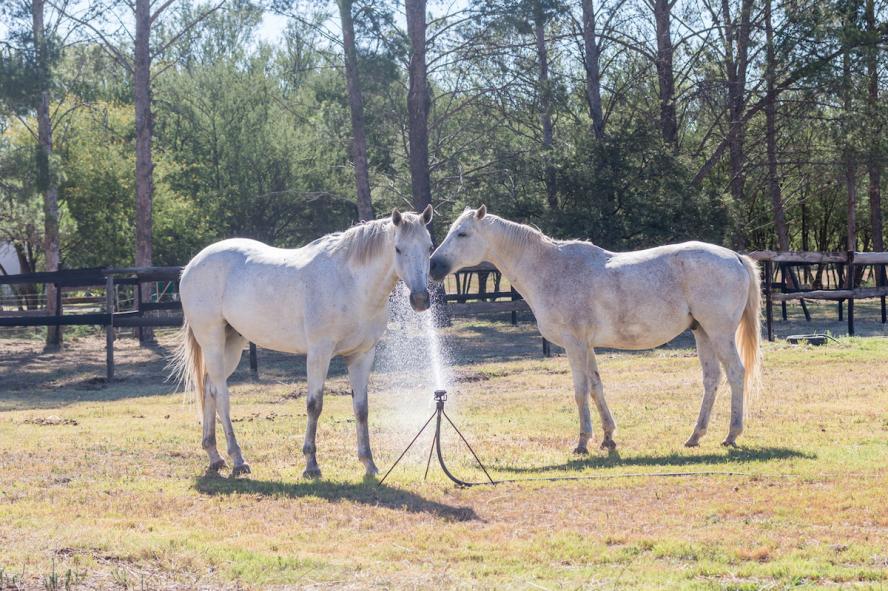 Two white horses drinking water from an irrigation sprinkler