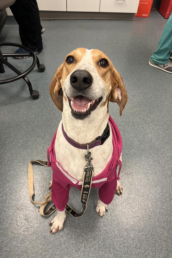 A beagle mix wearing a pink shirt and smiling at the camera.