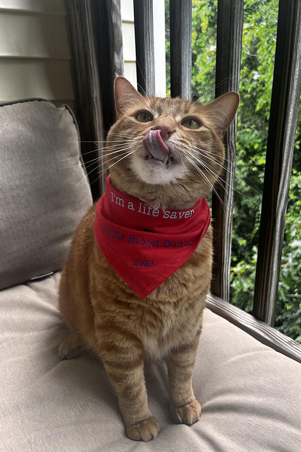 An orange cat wearing a red bandana and licking its nose.