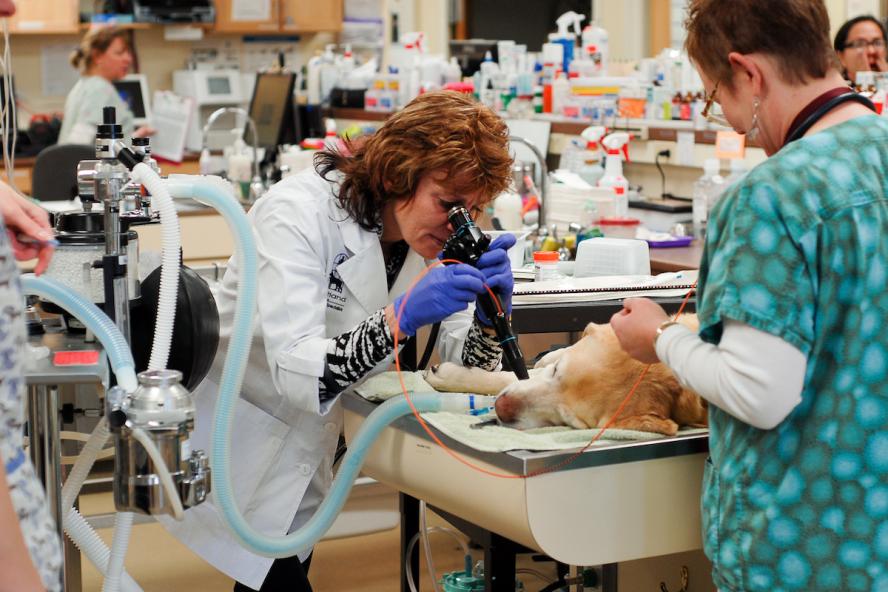 a female veterinarian accompanied by a vet tech performs an endoscopy on a golden retriever.