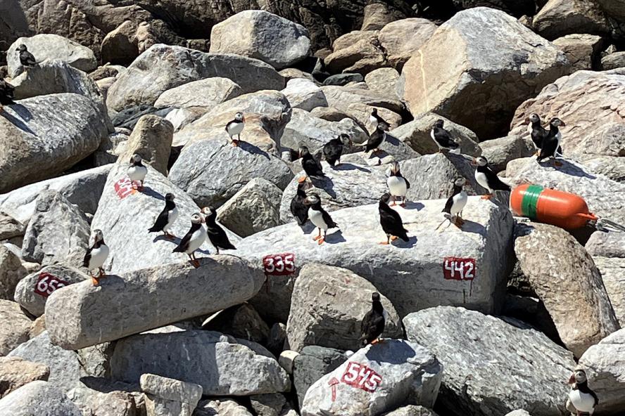 A group of Atlantic Puffins on a rocky island.