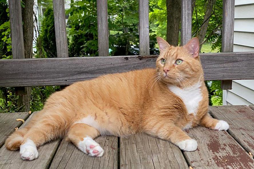 an orange and white cat lying down on a deck