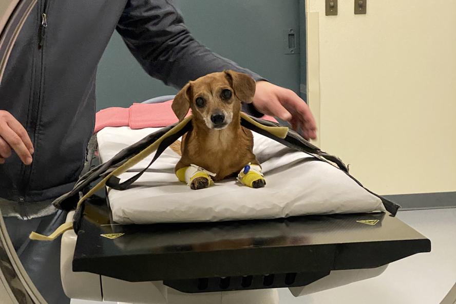 A small brown dog is secured to a table for a CT scan.