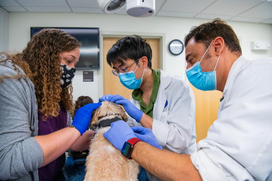 Two veterinarians and a medical assistant examing a dog