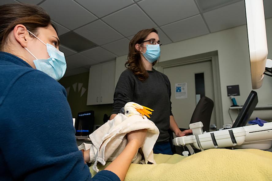 two people in an exam room with an exotic bird