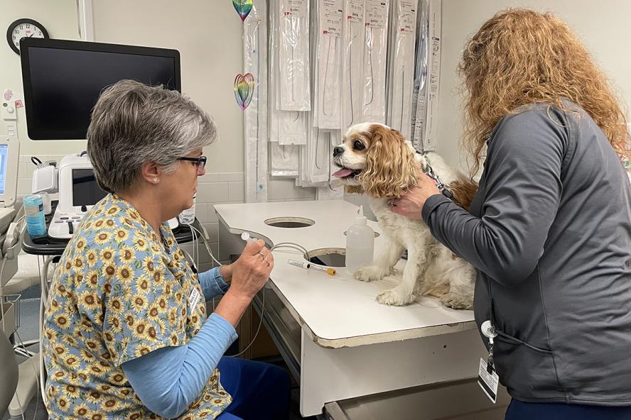 two veterinary technicians drawing blood from a king charles spaniel
