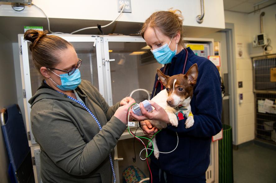 medical technicians attending to a small dog in the animal hospital