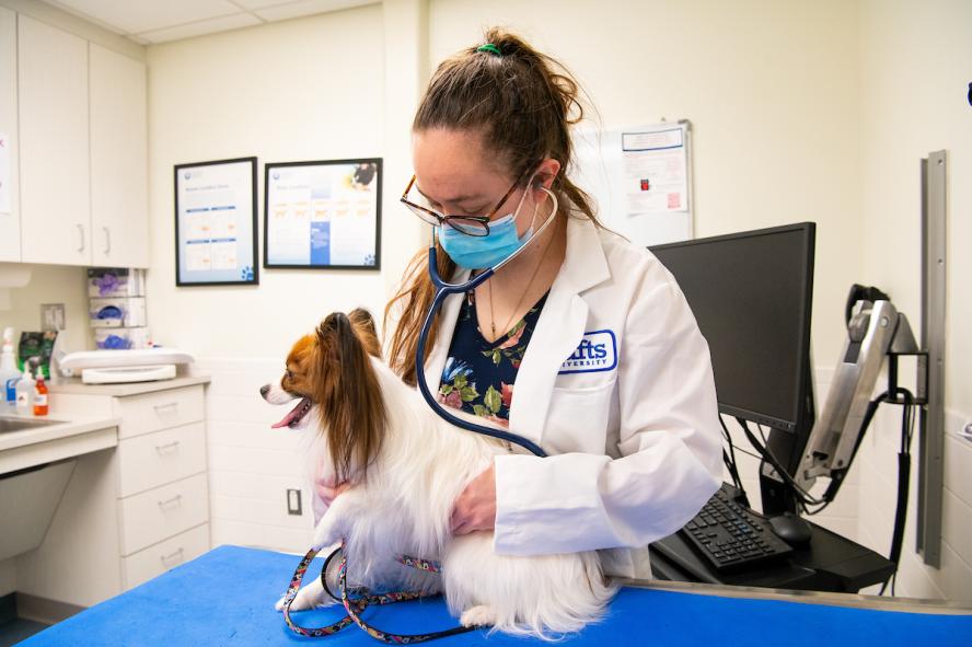 a veterinarian examining a small dog.