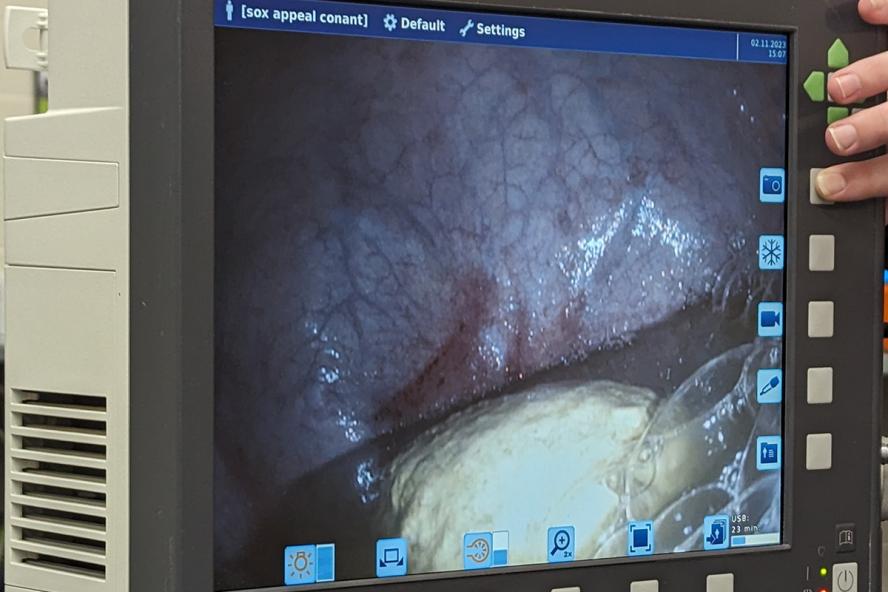 horse bladder via an endoscopy