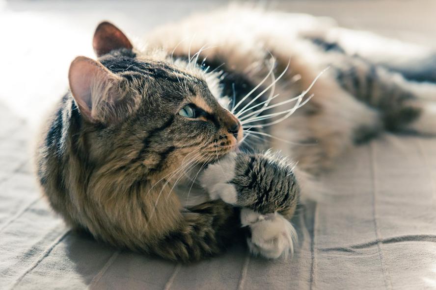 cat lying on bed licking its paw. AdobeStock 51777725/Valeri Luzina