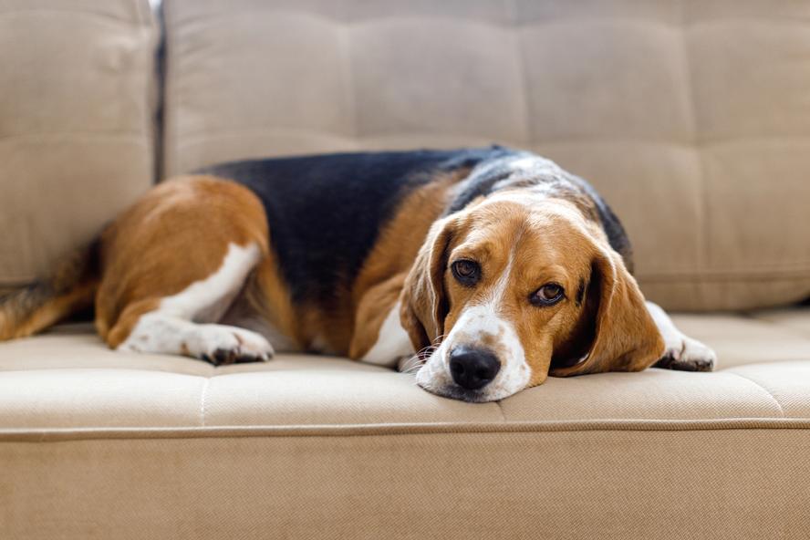 a beagle looking sad laying on a couch