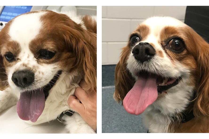 dog on left with purple/blue tongue due to lack of sufficient oxygen, and dog on right has a pink, normal tongue