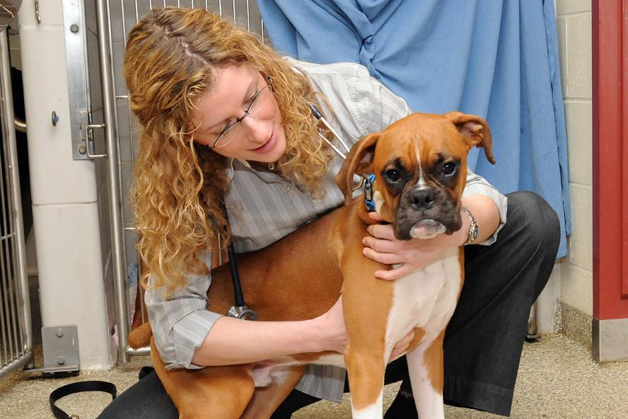 veterinarian examining a boxer 