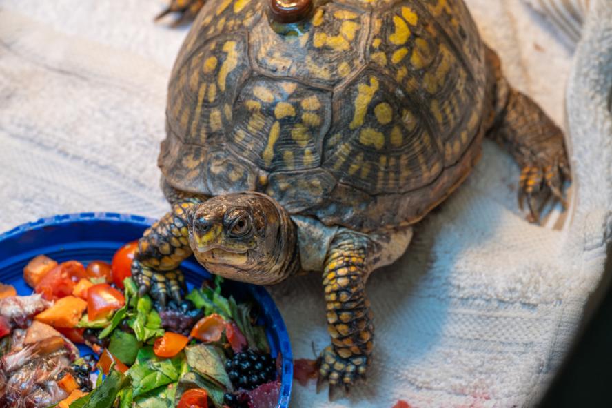  brown and yellow spotted turtle with a blue plate of greens and red food