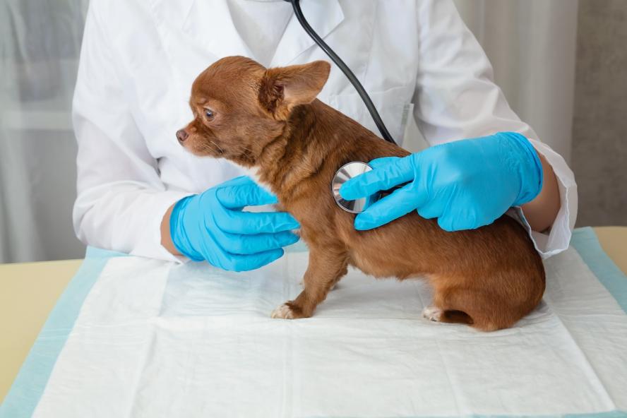 A veterinarian examines a chihuahua puppy with a stethoscope. Selective focus on the dog. Олеся Болтенкова / stock.adobe.com