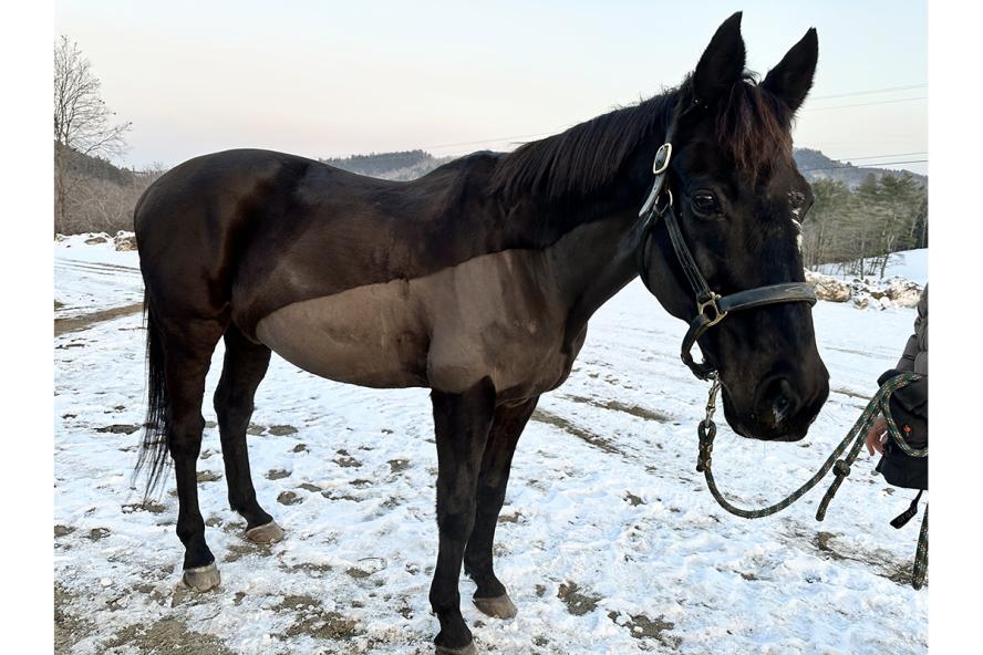 A brown horse standing in the snow.