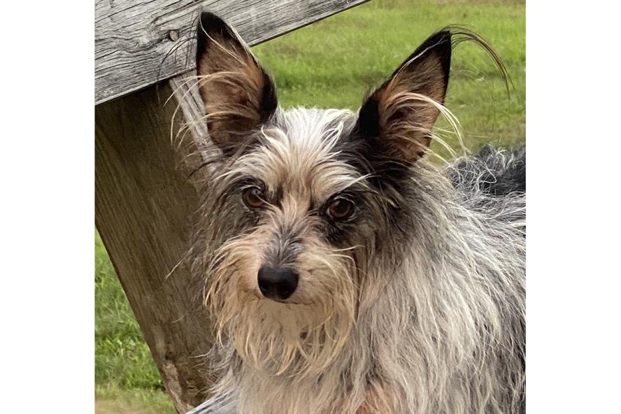 small dog sitting on a wooden bench