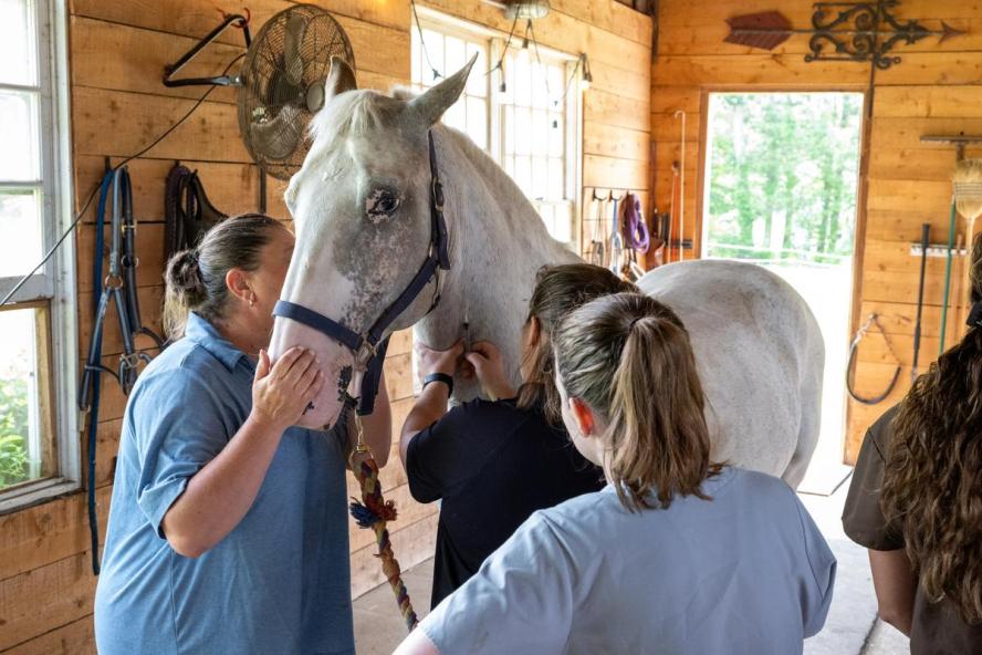 horse being attended to by 3 individuals