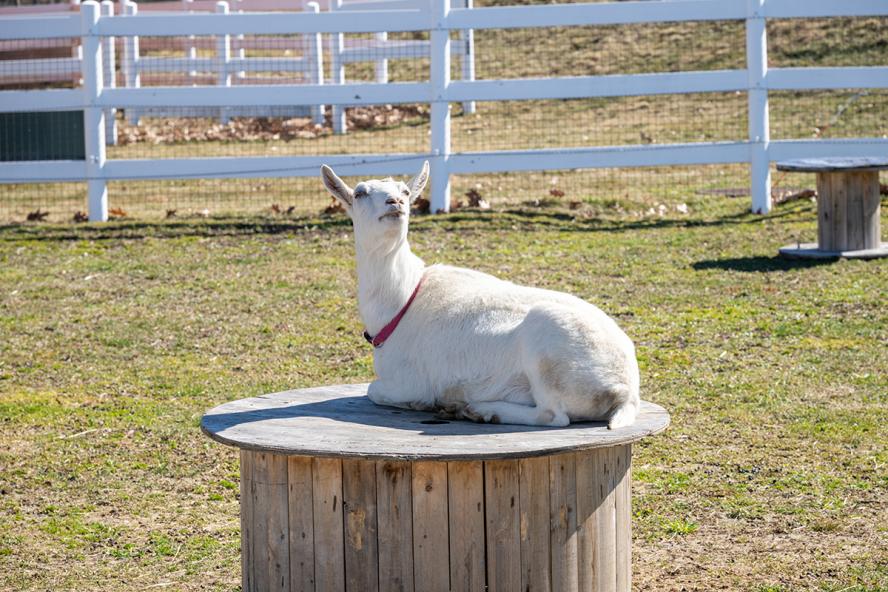 A white goat sits outside on a brown wooden block in the sunshine