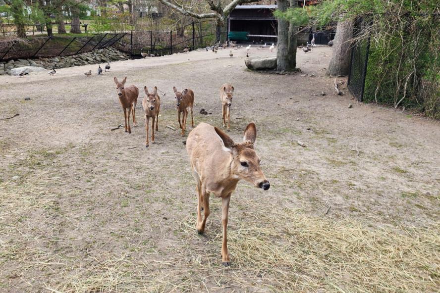 One brown deer followed by 4 other brown deer walking outside along dirt and grass covered lot