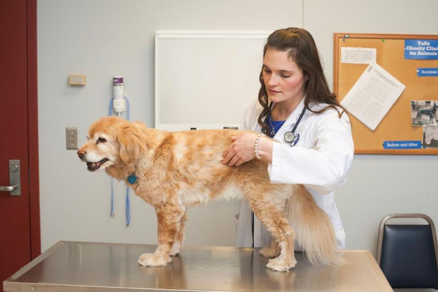 an veterinarian with long brown hair examines a dog on a metal exam table.