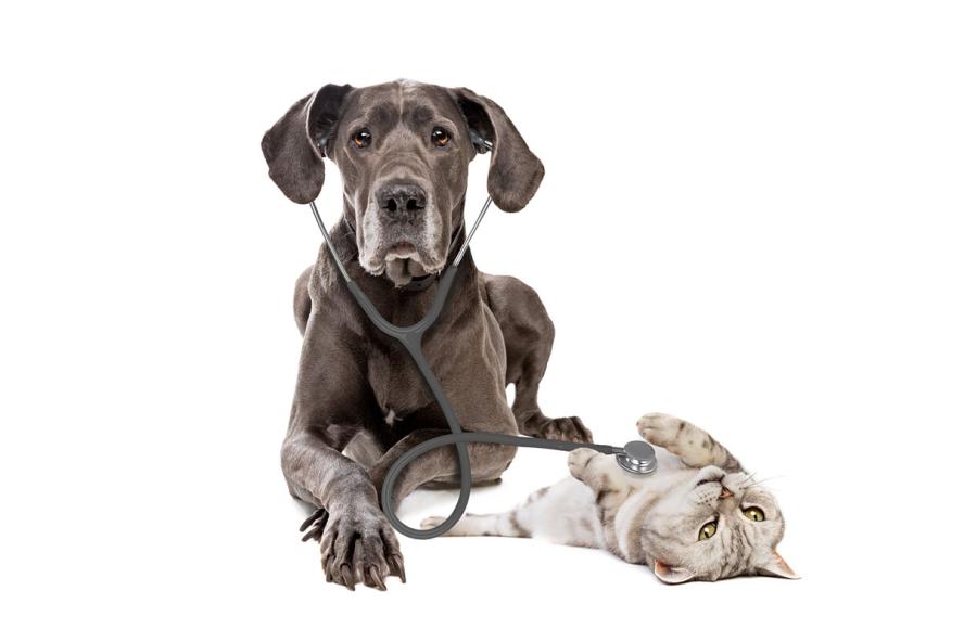Great Dane dog using a stethoscope on a cat isolated on white background. iStock/Eriklam