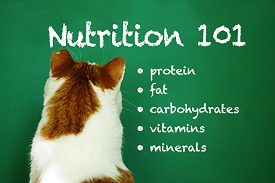 A cat facing a green chalkboard with Nutrition 101 and bullets for protein, fat, carbohydrates, vitamins and minerals