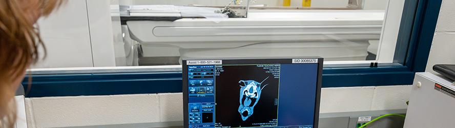 a ct scan image of a horses head on a computer screen
