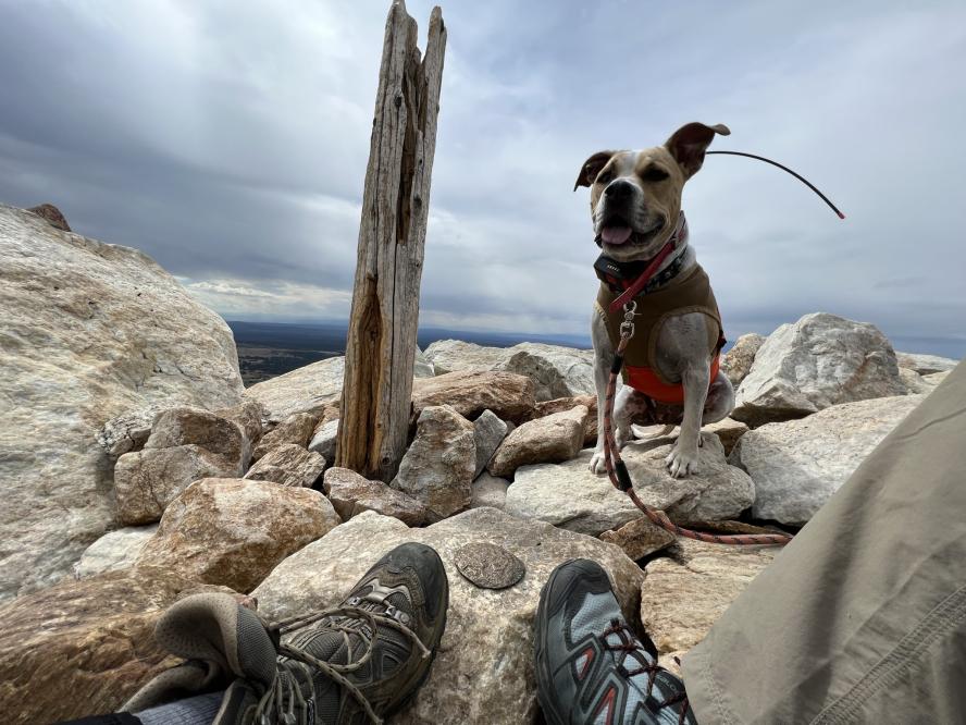 Brown and white dog sitting on top of rocks with a brown harness, red collar, orange leash and a tracker for hiking