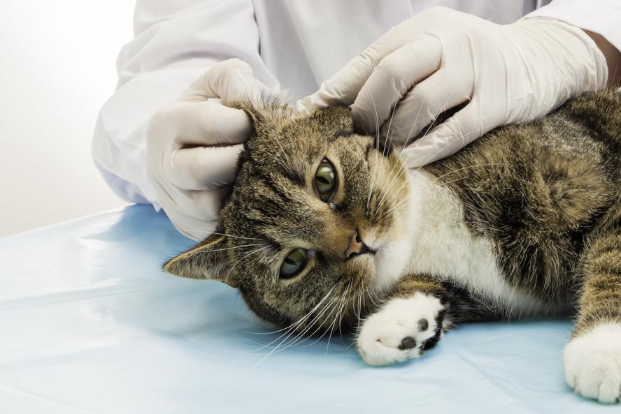 A veterinarian treating a cat’s ears.