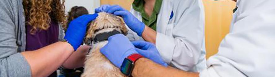 a dogs skin being examined by doctors